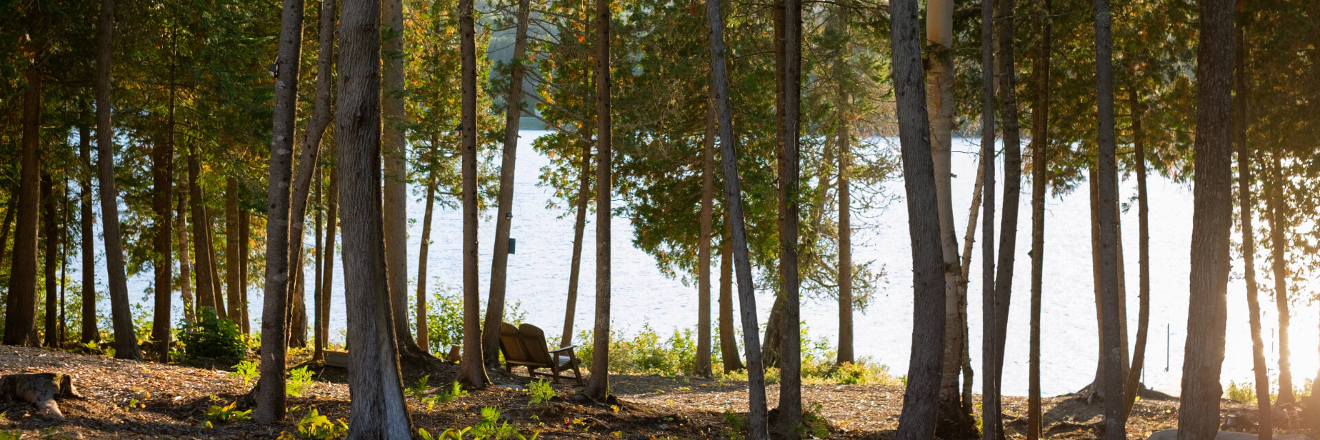 Looking through forest trees into a lake