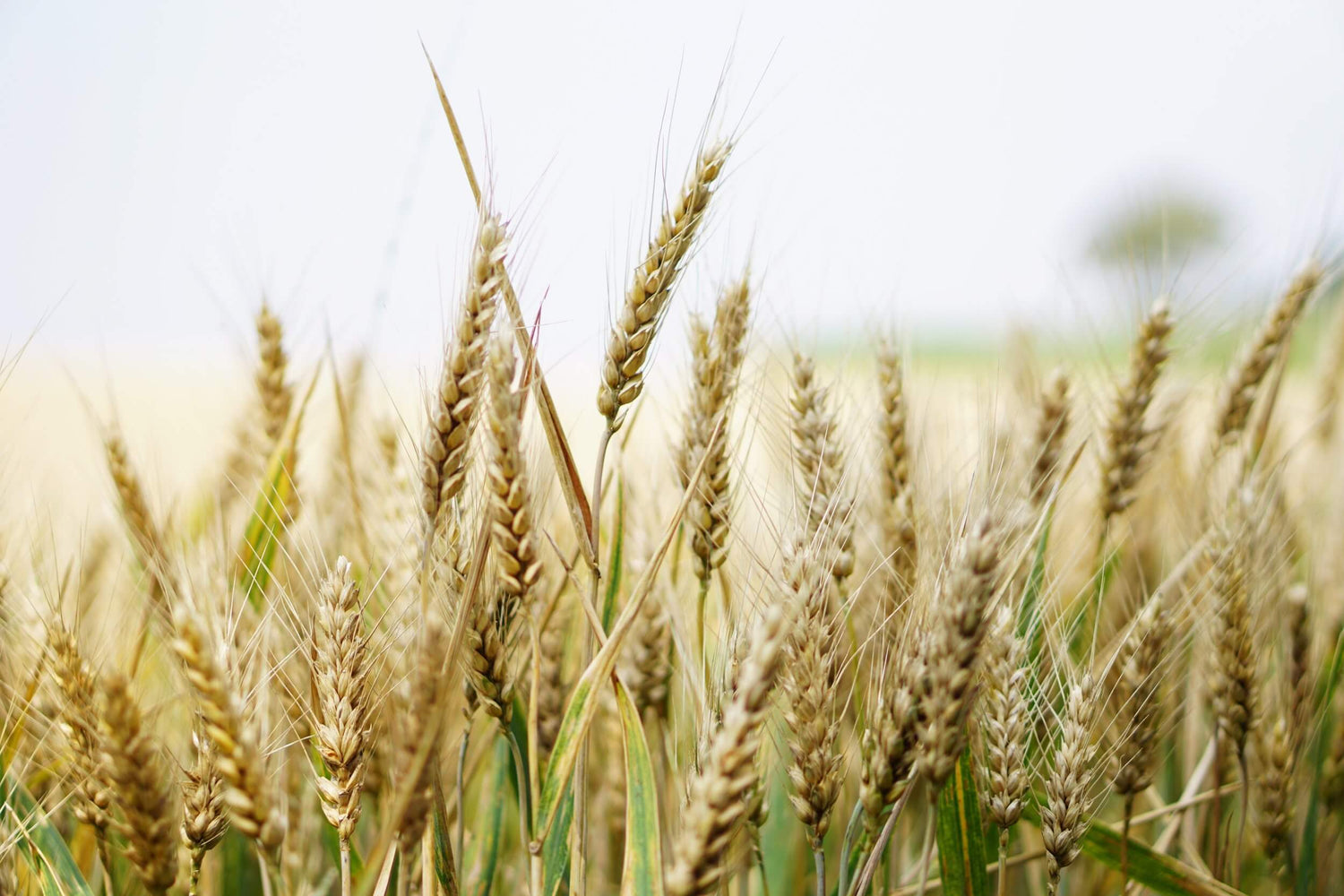 Grain in a field
